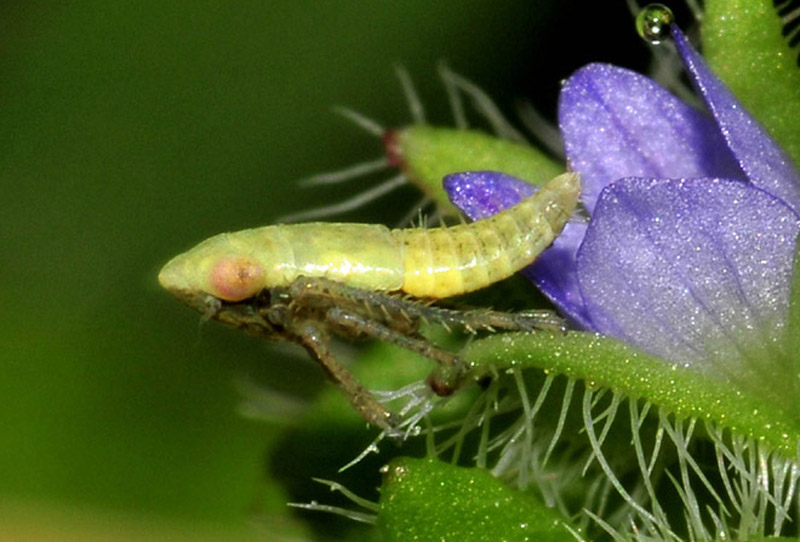 Cicadella da det.